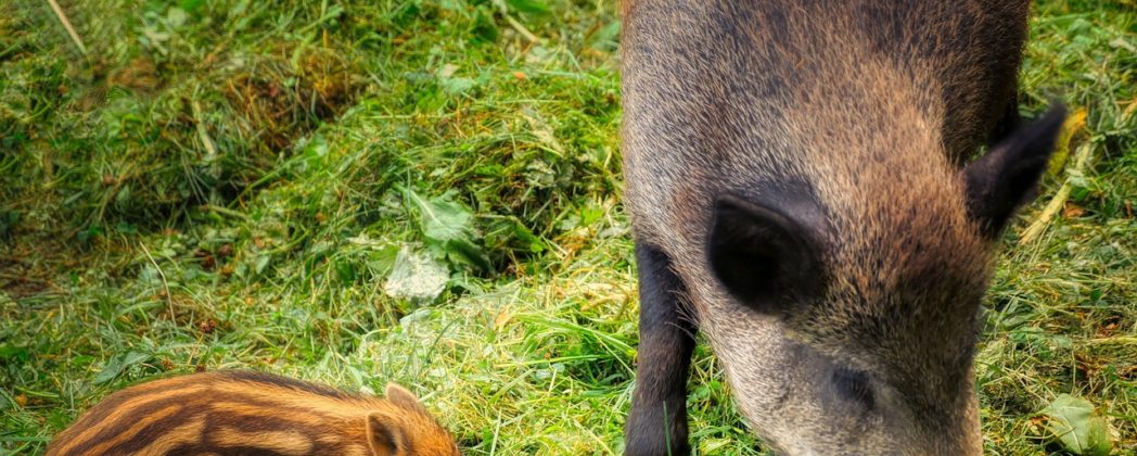 Wildschweine verwüsten Fußballplatz in Hamburg