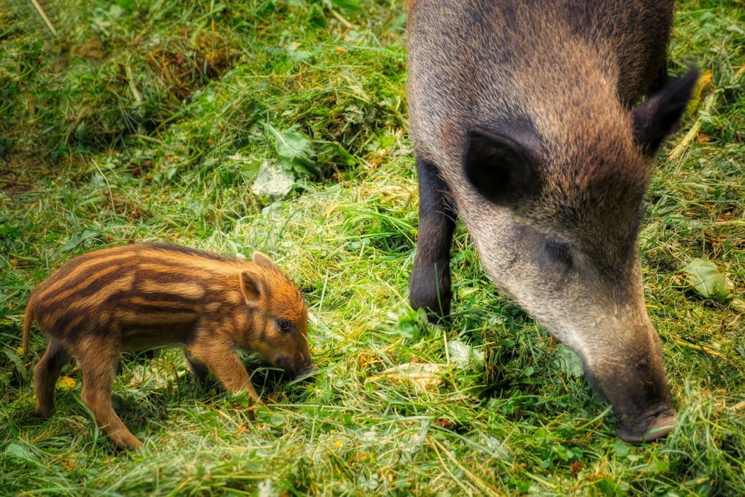 fietzfotos-wild-boars-7352684_1280