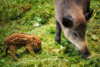 Wildschweine verwüsten Fußballplatz in Hamburg