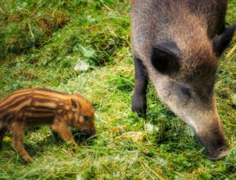 Wildschweine verwüsten Fußballplatz in Hamburg
