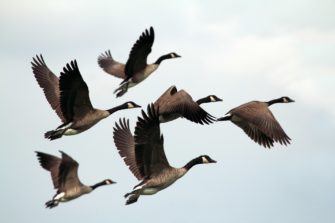 Gänse am Kemnader See mit Pfeilen verletzt – Polizei ermittelt