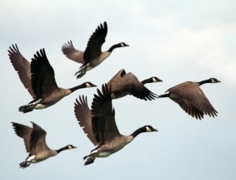 Gänse am Kemnader See mit Pfeilen verletzt – Polizei ermittelt