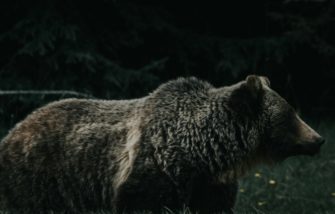 Bär plündert Kühlschrank: Familie in Japan in Schock