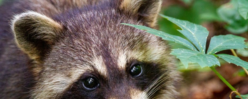 Jäger warnen vor Waschbär-Parasiten in Schleswig-Holstein