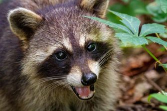 Jäger warnen vor Waschbär-Parasiten in Schleswig-Holstein