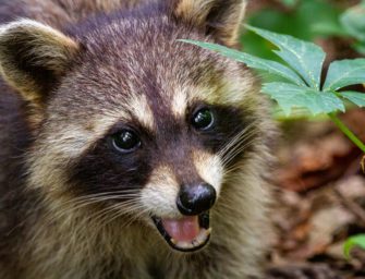 Jäger warnen vor Waschbär-Parasiten in Schleswig-Holstein