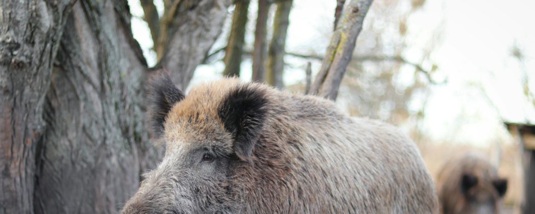 Wildschweine in Wohnvierteln: Brandenburg an der Havel in Aufruhr