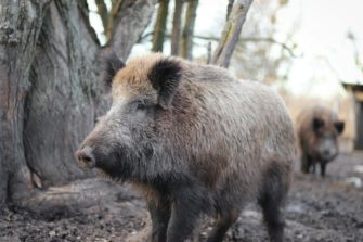 Wildschweine in Wohnvierteln: Brandenburg an der Havel in Aufruhr