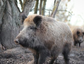Wildschweine in Wohnvierteln: Brandenburg an der Havel in Aufruhr