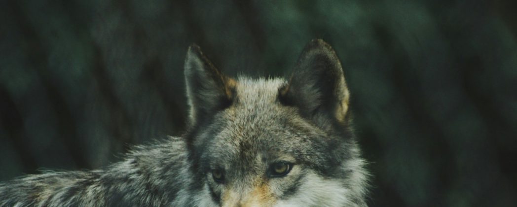 Wolf in Sachsen: 200 Schafe in diesem Jahr gerissen