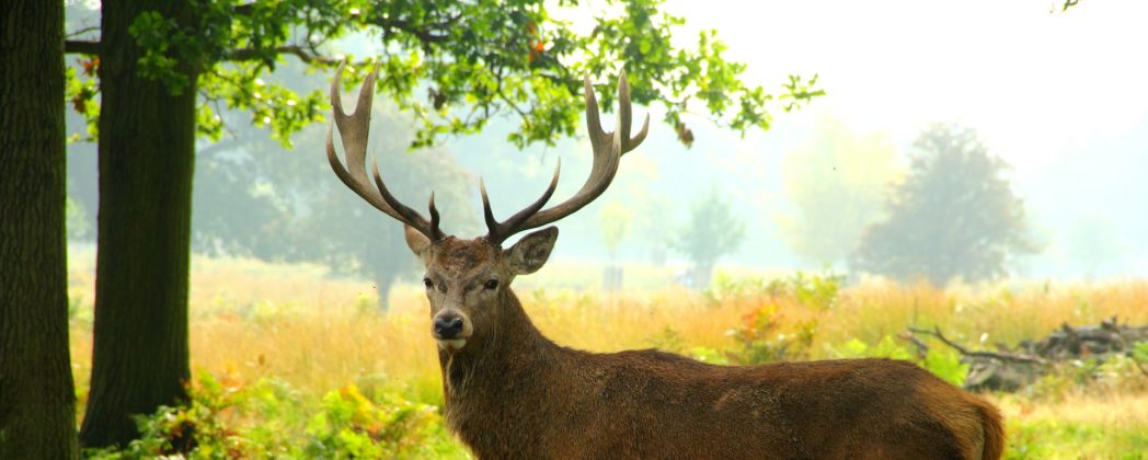Änderungen der Thüringer Jagdverordnung: Die wichtigsten Änderungen im Überblick