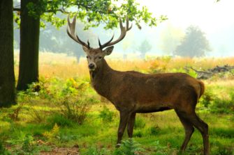 Änderungen der Thüringer Jagdverordnung: Die wichtigsten Informationen