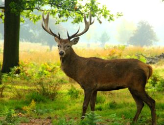 Änderungen der Thüringer Jagdverordnung: Die wichtigsten Informationen
