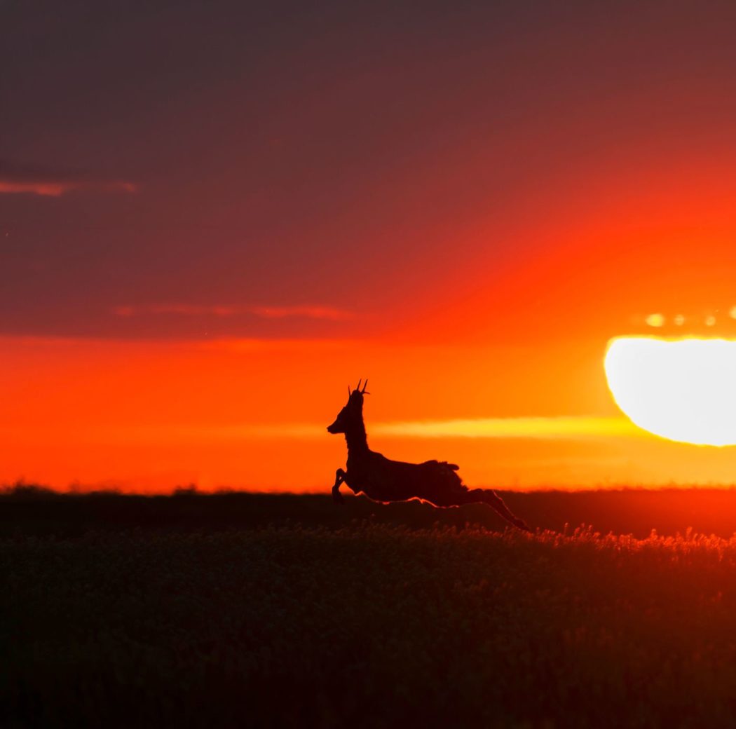 Rehbock im Sommer: Wildbret kühlen