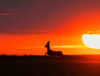 Wie lässt sich Wildbret im Sommer richtig kühlen?