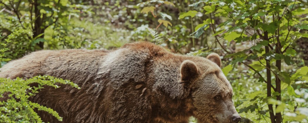 Ein Bär im Allgäu? Landesamt gibt Entwarnung