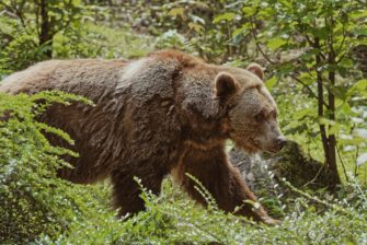Ein Bär im Allgäu? Landesamt gibt Entwarnung