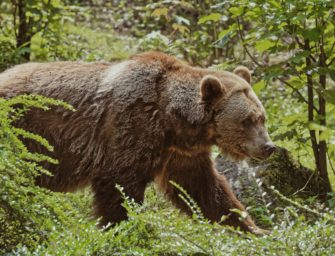 Ein Bär im Allgäu? Landesamt gibt Entwarnung