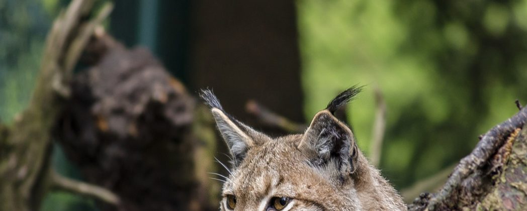 Luchs im Schwarzwald: Auswilderung und neuer Nachwuchs?
