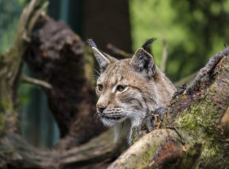 Luchs im Schwarzwald: Auswilderung und neuer Nachwuchs?