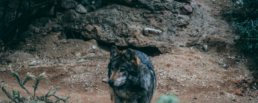 Wolf im Kreis Olpe: Tier darf endgültig nicht entnommen werden
