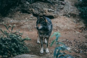 Wolf im Kreis Olpe: Tier darf endgültig nicht entnommen werden