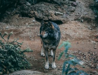 Wolf im Kreis Olpe: Tier darf endgültig nicht entnommen werden