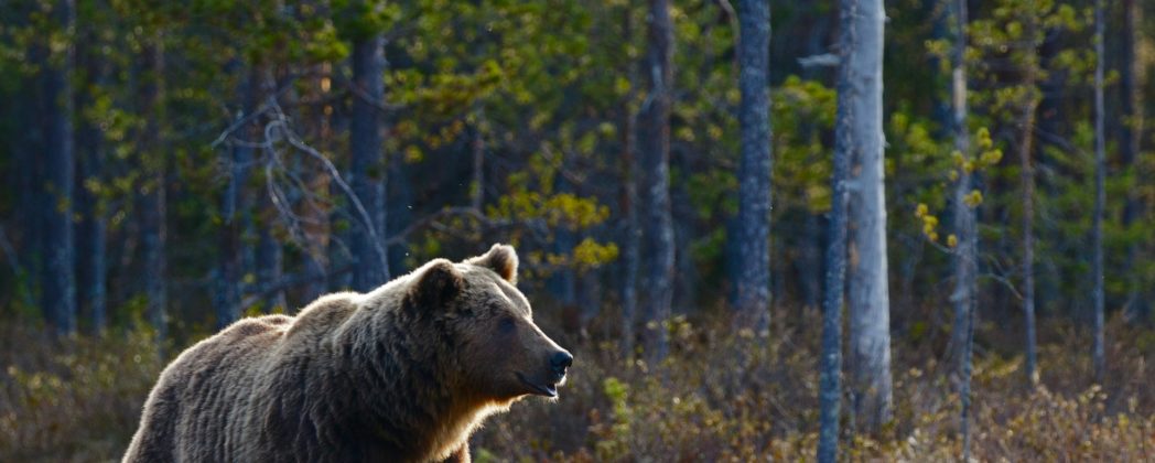 Bär an deutscher Grenze: Landwirt entdeckt Raubtier an Bauernhof