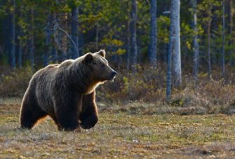 Bär an deutscher Grenze: Landwirt entdeckt Raubtier an Bauernhof