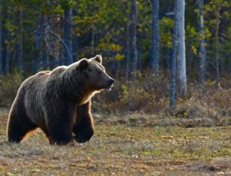 Bär an deutscher Grenze: Landwirt entdeckt Raubtier an Bauernhof