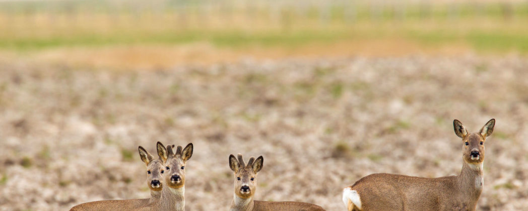Rehwild unter Druck: Ist die Jagdzeit zu lang?