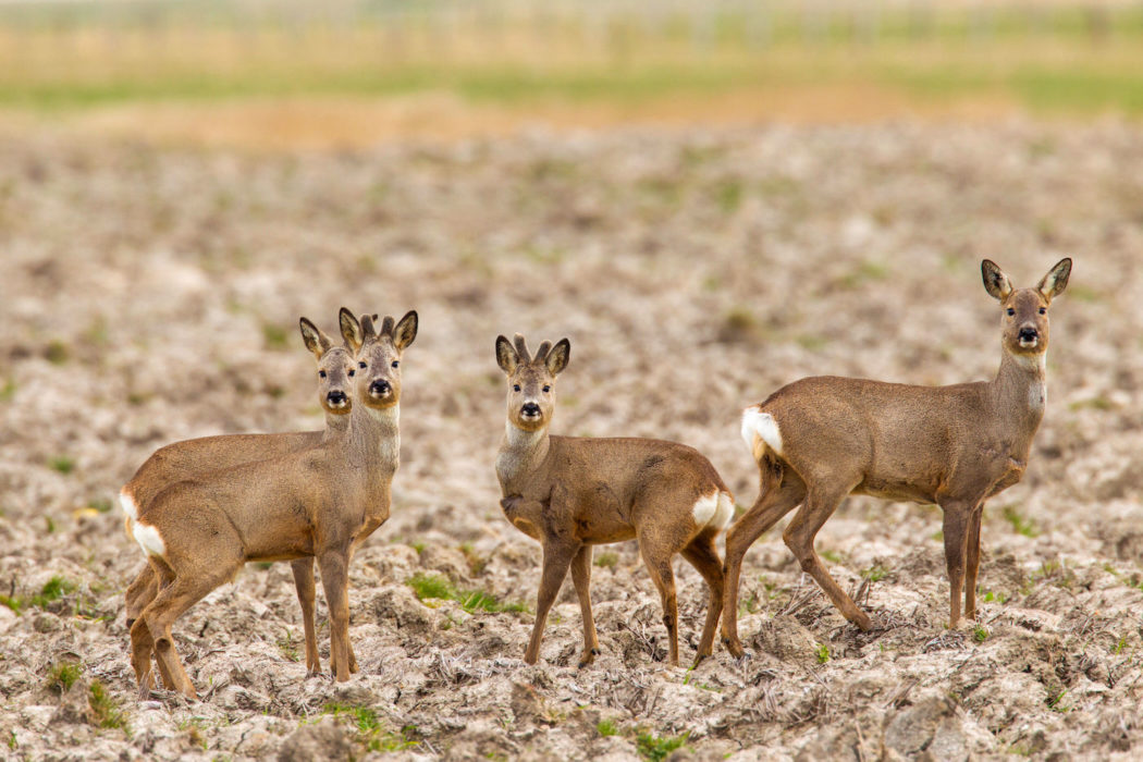 Jährlinge auf Feld