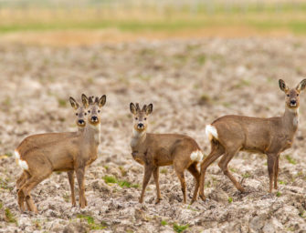 Rehwild unter Druck: Ist die Jagdzeit zu lang?