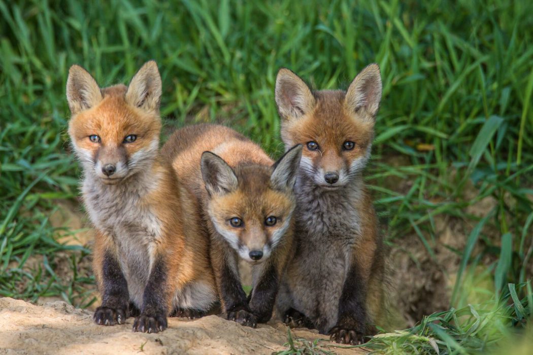 Drei Rotfuchs Junge