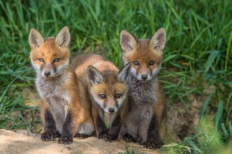 Wie alt wird der Fuchs? Ein Überlebenskünstler im Porträt