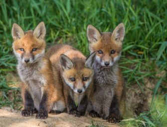 Wie alt wird der Fuchs? Ein Überlebenskünstler im Porträt