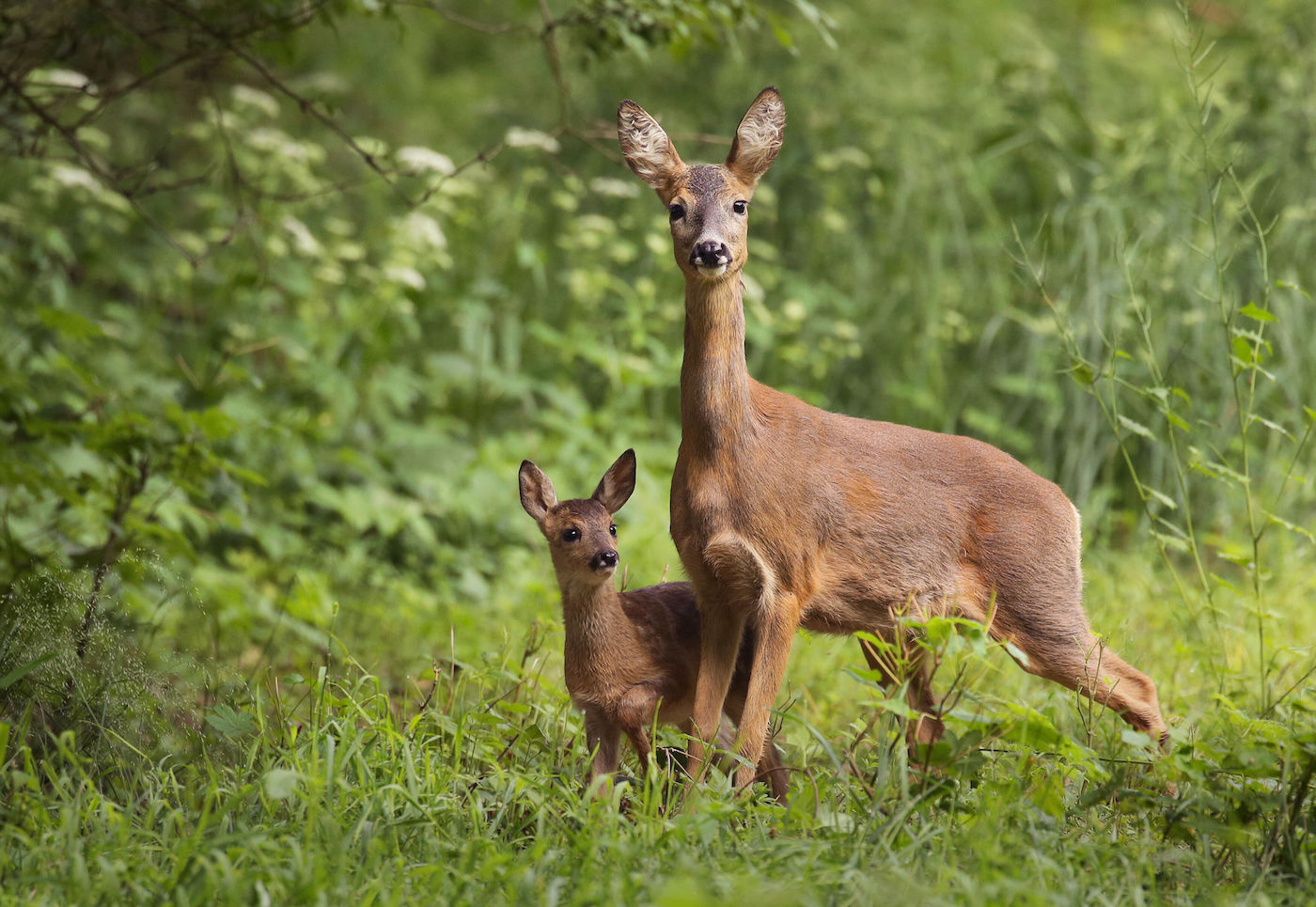 Ricke und Kitz auf Wiese