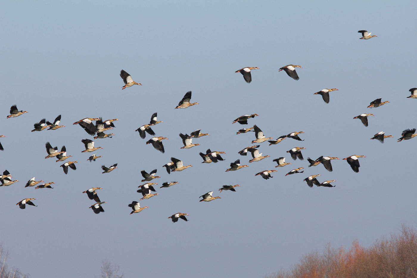 Gruppe von Nilgänsen fliegt