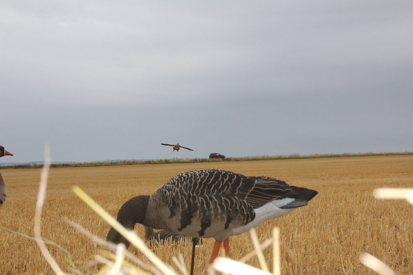Nilgans im Anflug