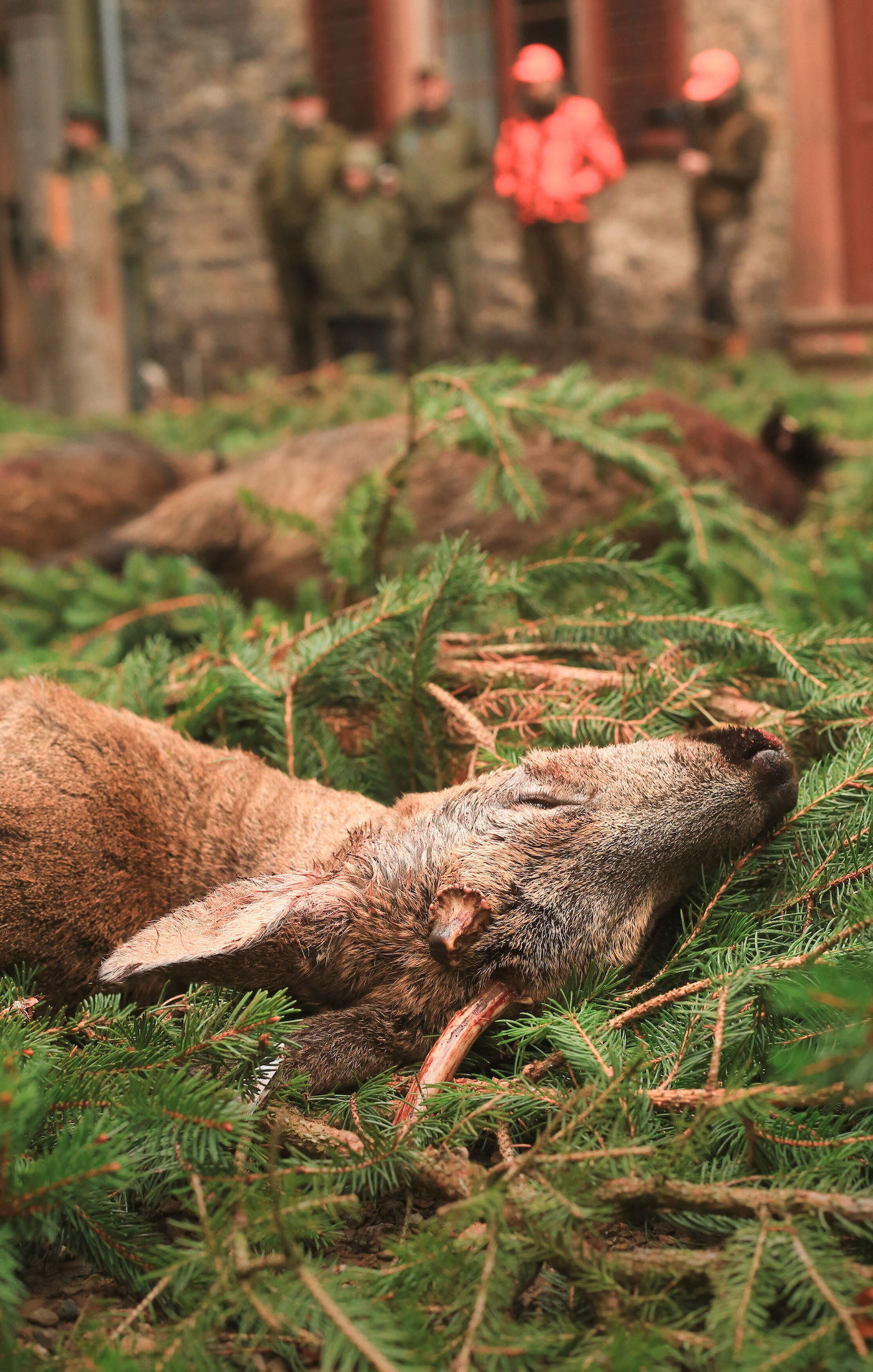 Erlegter Bock: Rehwild Jagdzeit