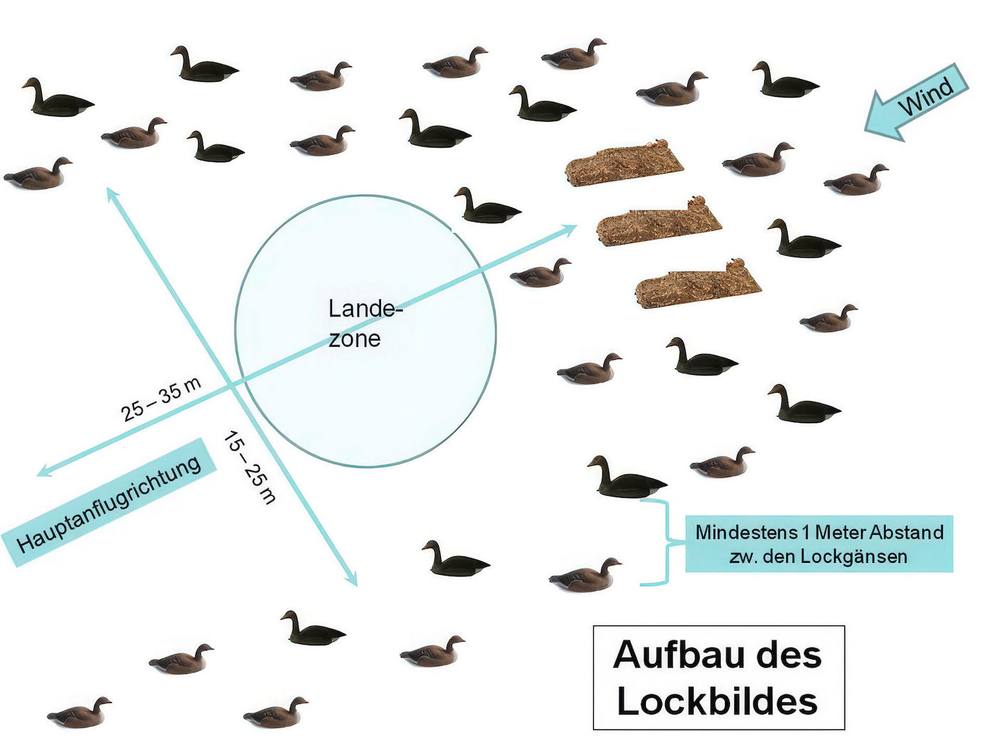 Jagdzeit: Bauplan des Lockbilds für die Nilgans