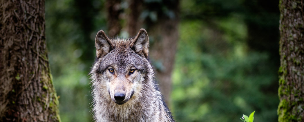 Problemwolf erlegt: Minister fordert Nachschärfung der EU-Regeln