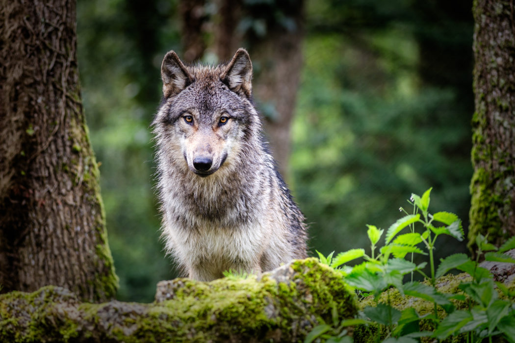 Curious gray wolf on the prowl in the forest