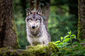 Problemwolf erlegt: Minister fordert Nachschärfung der EU-Regeln