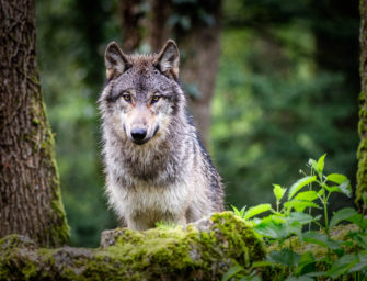 Problemwolf erlegt: Minister fordert Nachschärfung der EU-Regeln