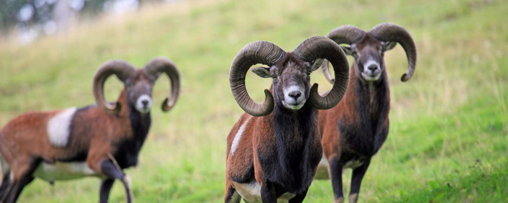 Muffelwild im Schutzgebiet: Hohe Strafe für Tiermedizin-Uni