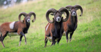 Muffelwild im Schutzgebiet: Hohe Strafe für Tiermedizin-Uni