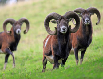 Muffelwild im Schutzgebiet: Hohe Strafe für Tiermedizin-Uni