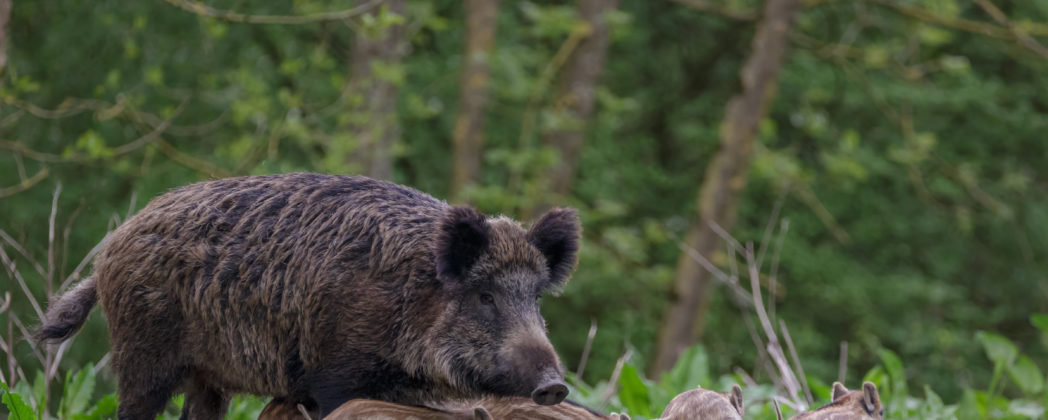 Streitfrage: Wiederansiedlung von Schwarzwild nach ASP