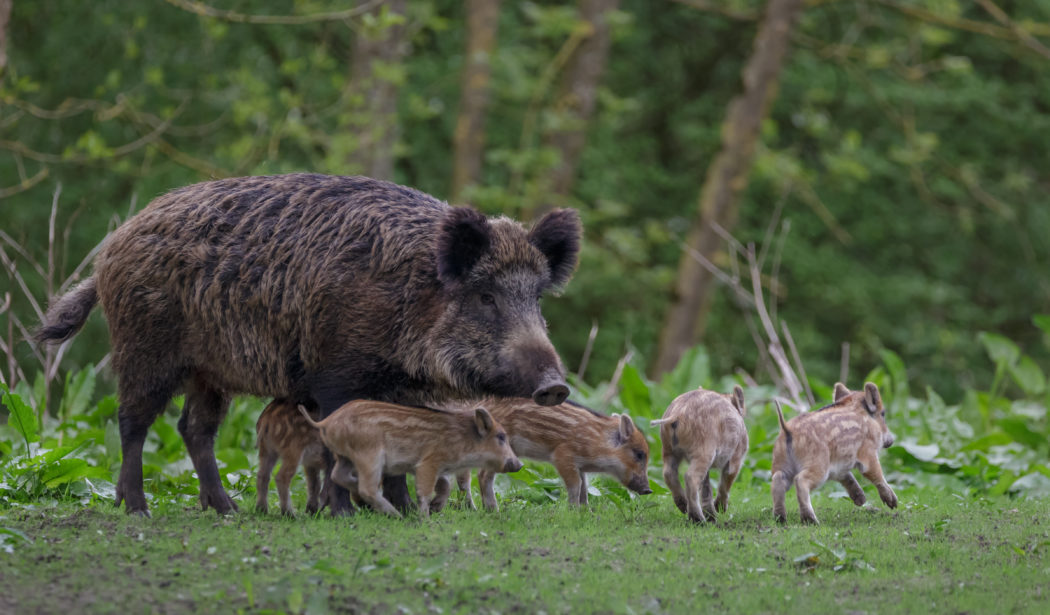 Young wild Boar